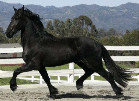 View Friesian horse purchasing details for THUNDER