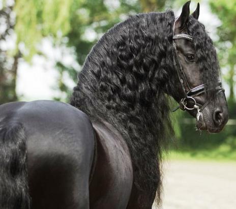 View Friesian horse purchasing details for TIAGO