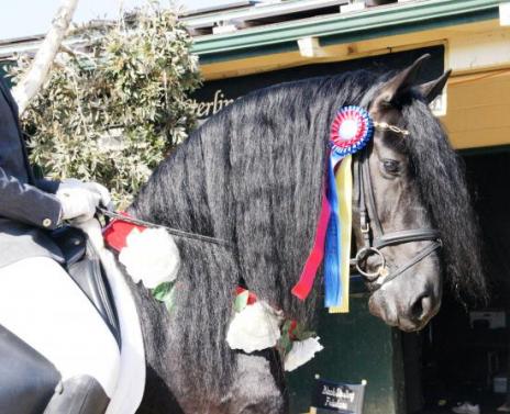 View Friesian horse purchasing details for TIEDE