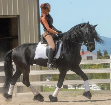 View Friesian horse purchasing details for Trobasco