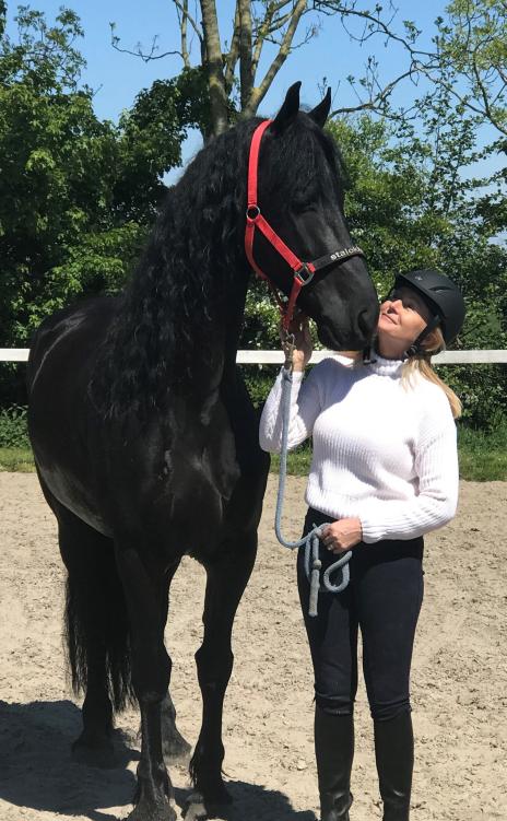 View Friesian horse purchasing details for Tobin