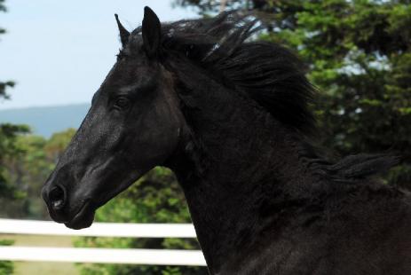 View Friesian horse purchasing details for Tymon