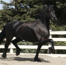 View Friesian horse purchasing details for Ulbe H