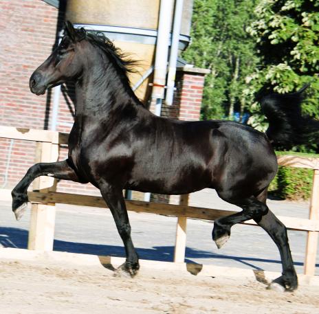 Horse Photo