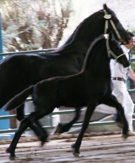 View Friesian horse purchasing details for VALK