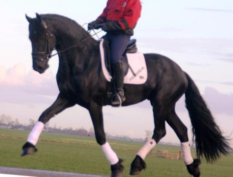 View Friesian horse purchasing details for VENERE