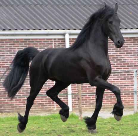 View Friesian horse purchasing details for Venga