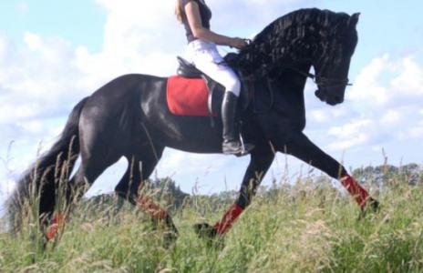 View Friesian horse purchasing details for Vezalay