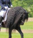 View Friesian horse purchasing details for Warwick