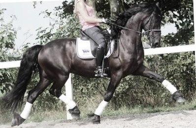 View Friesian horse purchasing details for Wellesley STER & SPORT 