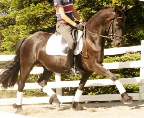 View Friesian horse purchasing details for Willow JLW