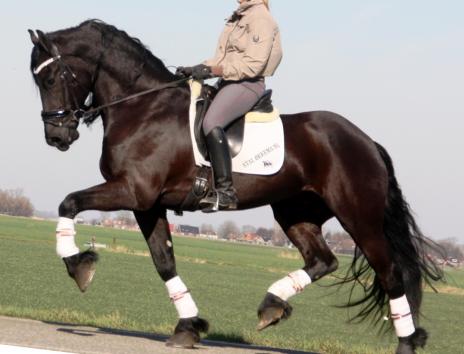 View Friesian horse purchasing details for WILLUM