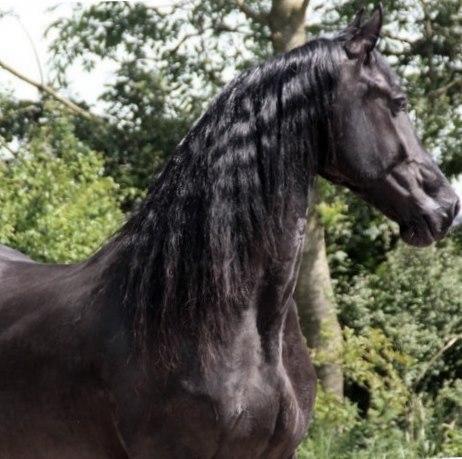 View Friesian horse purchasing details for WINDSOR STER