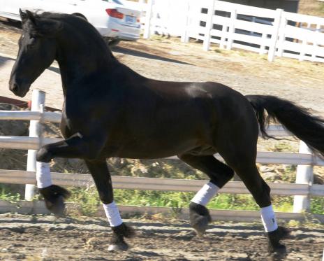 View Friesian horse purchasing details for Wisse BSF