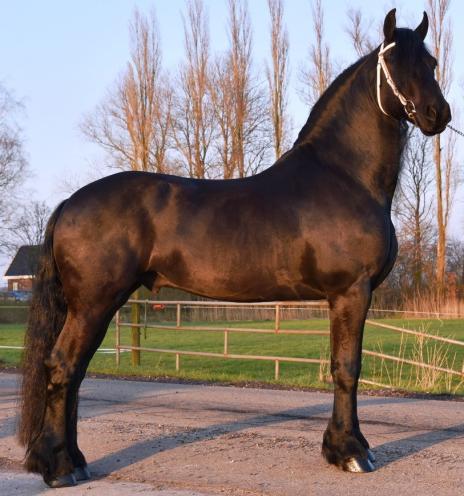 View Friesian horse purchasing details for XANDER