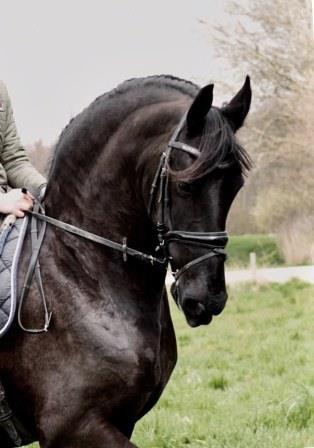 View Friesian horse purchasing details for VALIANT BSF