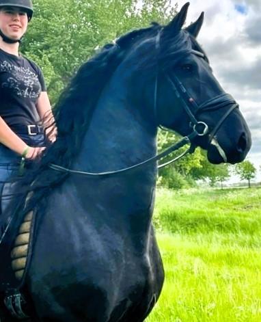 View Friesian horse purchasing details for Yale STER