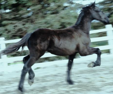 View Friesian horse purchasing details for CHRISTOS