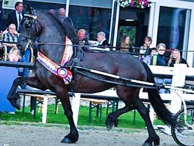 View Friesian horse purchasing details for YFKE STER SPORT