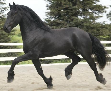 View Friesian horse purchasing details for Ytse