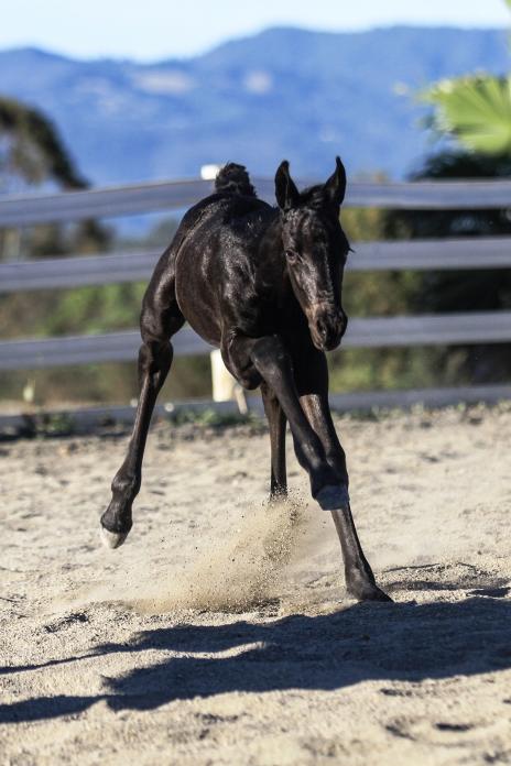 View Friesian horse purchasing details for Zephira