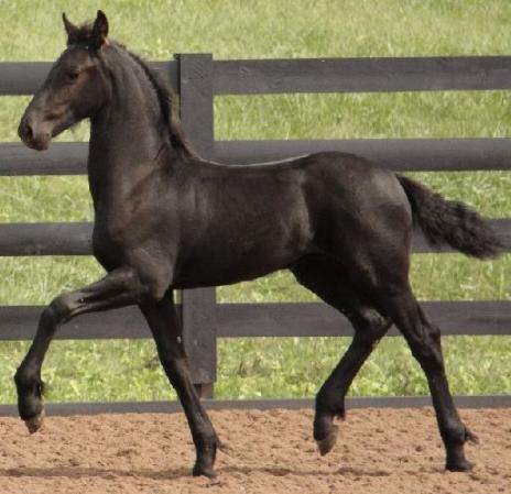 View Friesian horse purchasing details for Zeus BSF