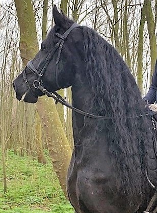 Friesian Topaz - Sold