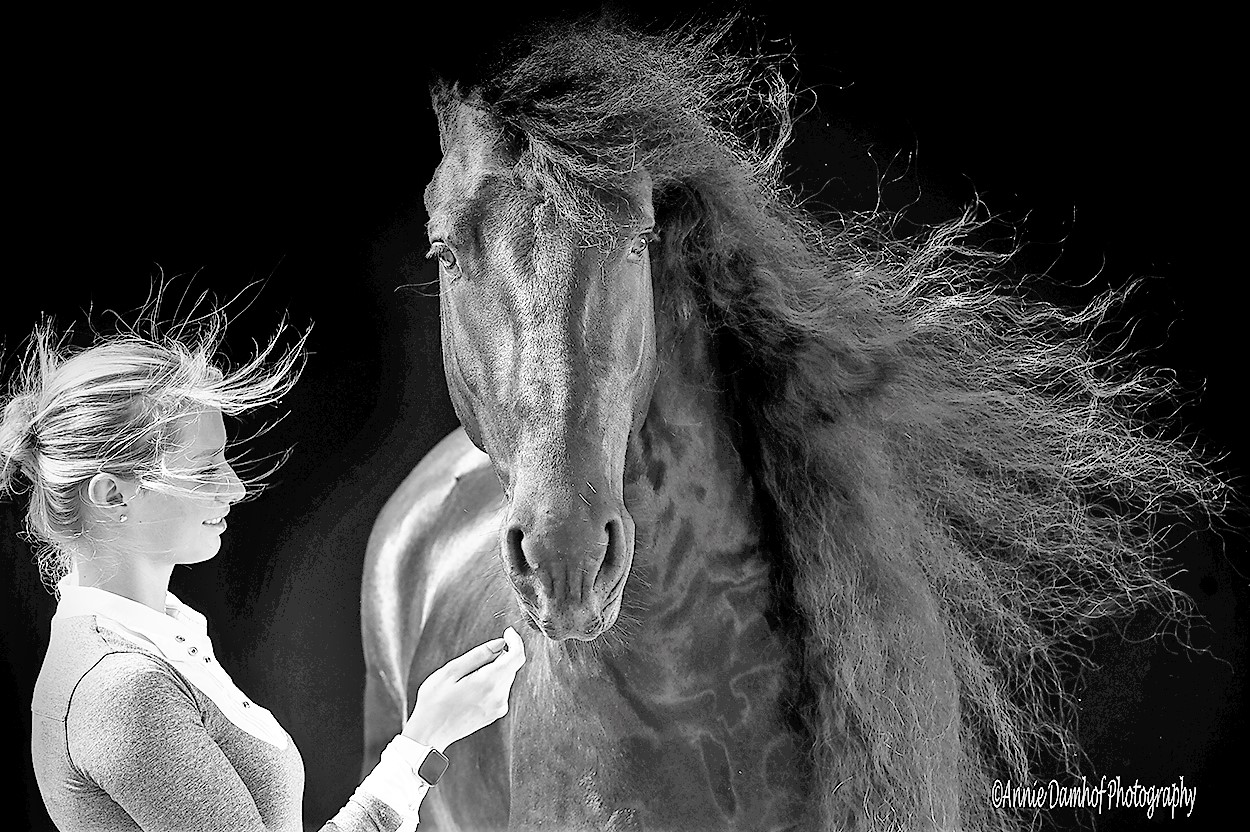 Friesian Tije - Sold