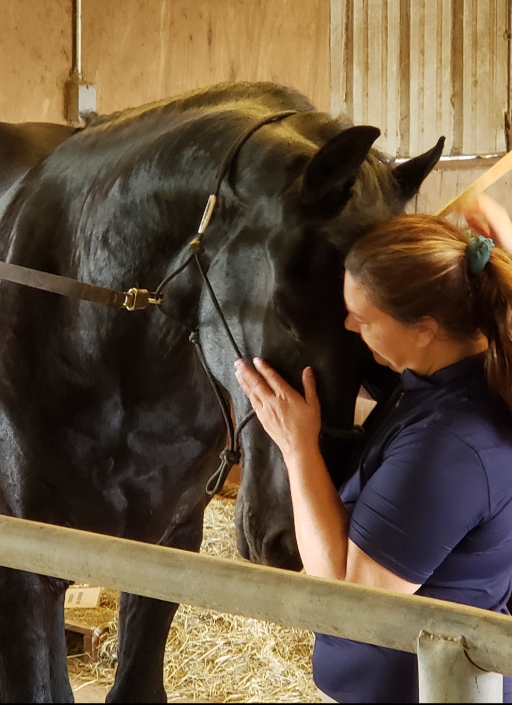 Friesian TRAVIS - Sold