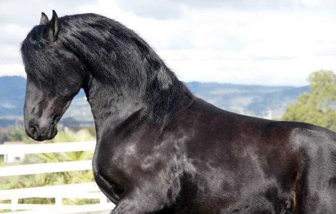 Friesian Twan Fan Boalsert - Sold