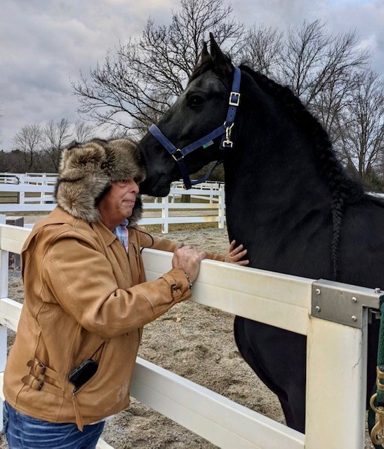 Friesian ULYSSES BSF - Sold