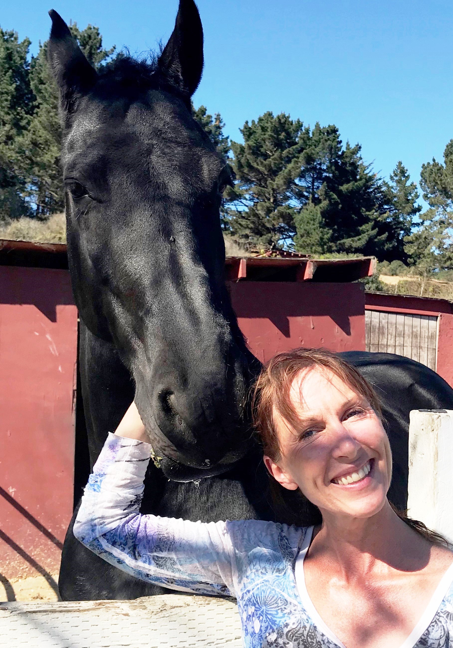 Friesian VALENTINO BSF - Sold