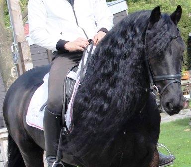 Friesian Val SPORT - Sold