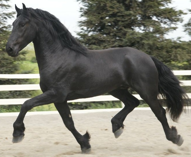 Friesian Ytse - Sold