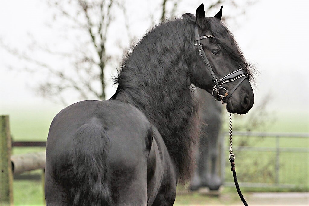 Friesian ZANE BSF - Sold