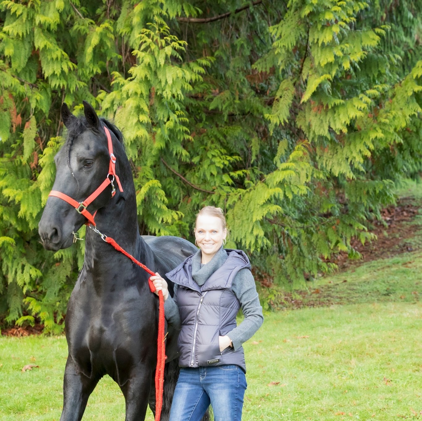 Friesian ZEUS STER - Sold