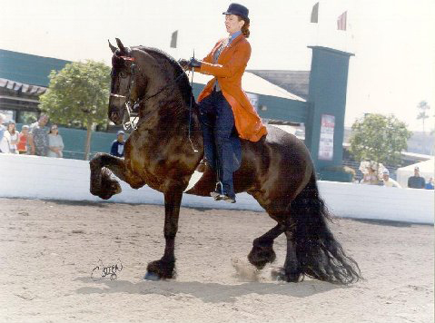 Black Sterling (Horse) Tribute Photo (Alternate)