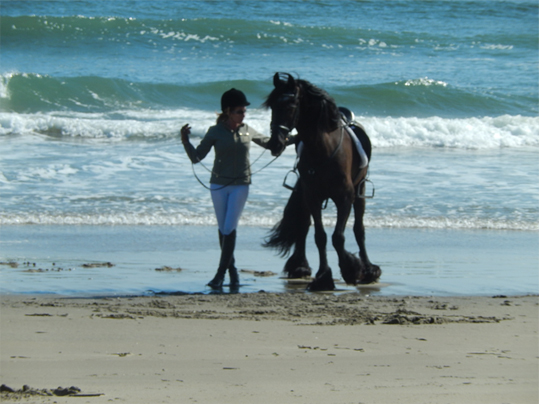 Black Sterling Friesians - Black Sterling Tribute