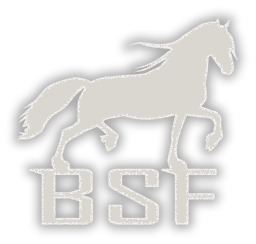 Horses for Sale - Black Sterling Friesians