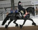 Horse Show - IFSHA Friesian World and National Grand Championship Horse Show 2007