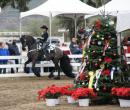 Horse Show - Jingle Bell Horse Show 2008 