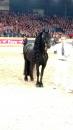 Horse Show - 2015 stallion show leeuwarden