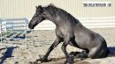 Horse Show - 
