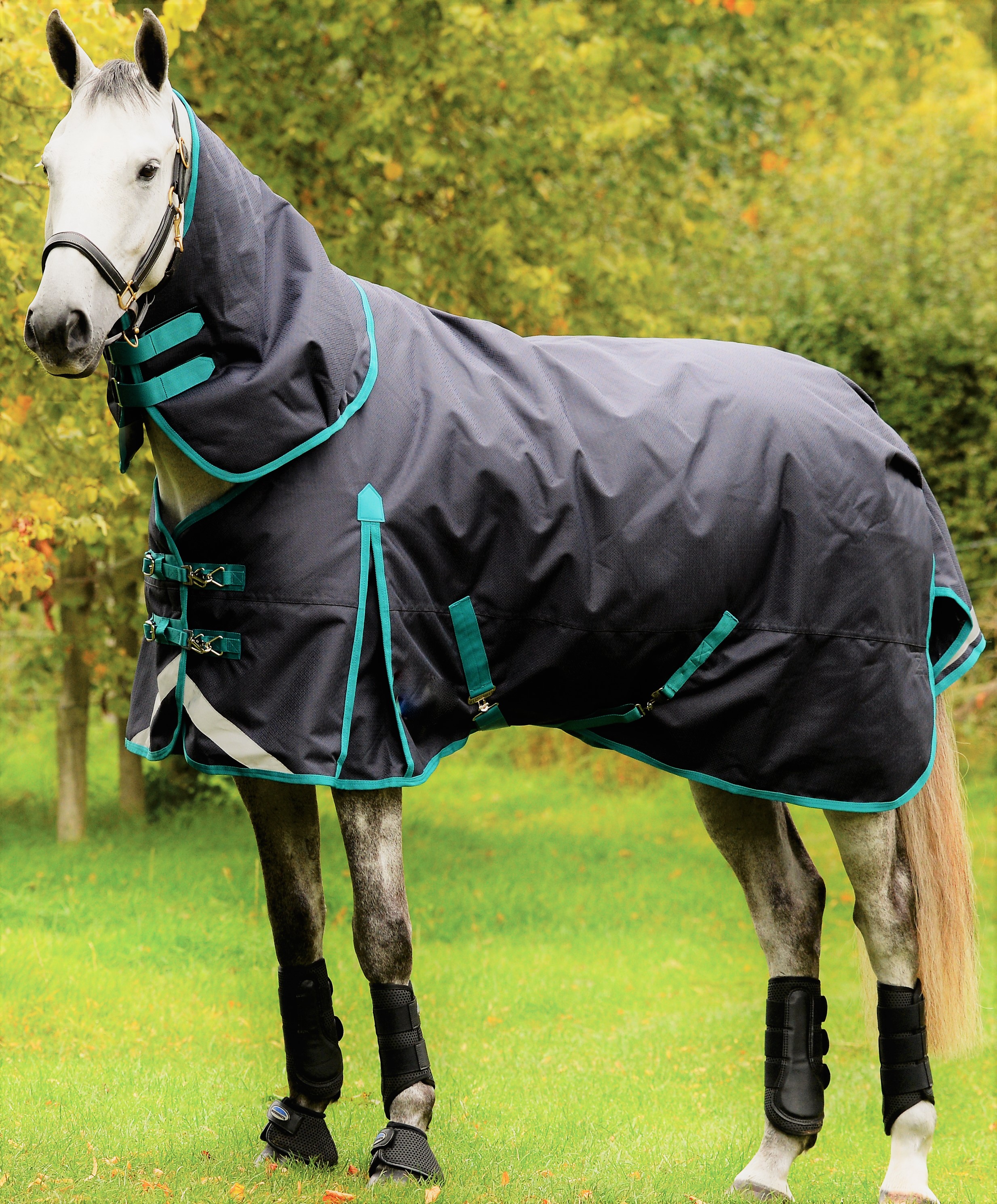 Tack Friesian Saddles, Bridles, and Accessories for Sale