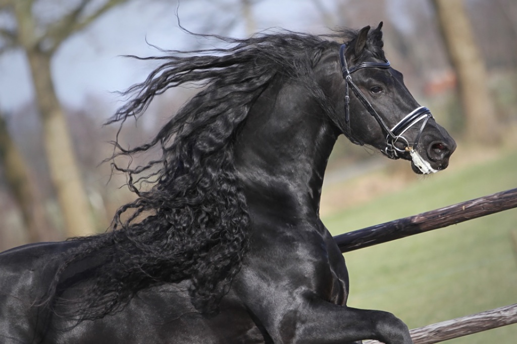 Friesian Horses For Sale From Black Sterling Friesians, INC