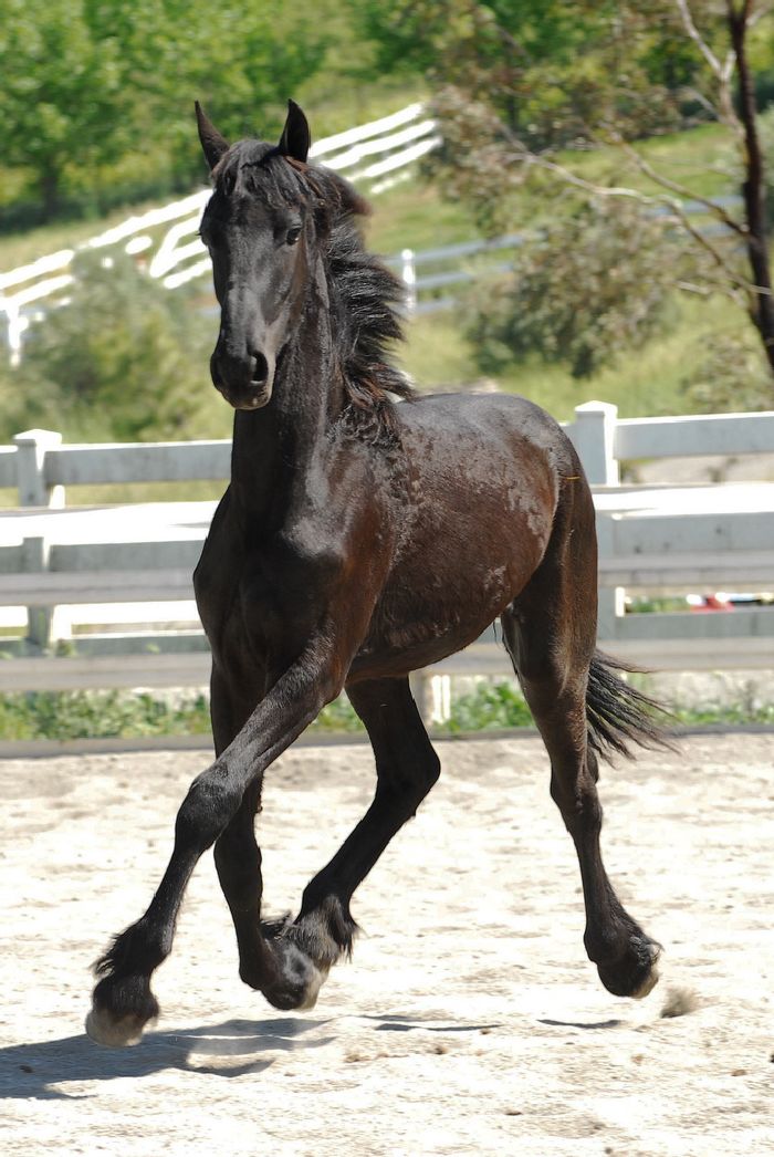 Friesian Horse for Sale Black Sterling Friesians