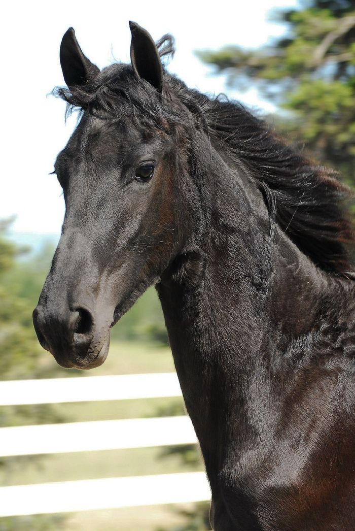 Friesian Horse for Sale Black Sterling Friesians