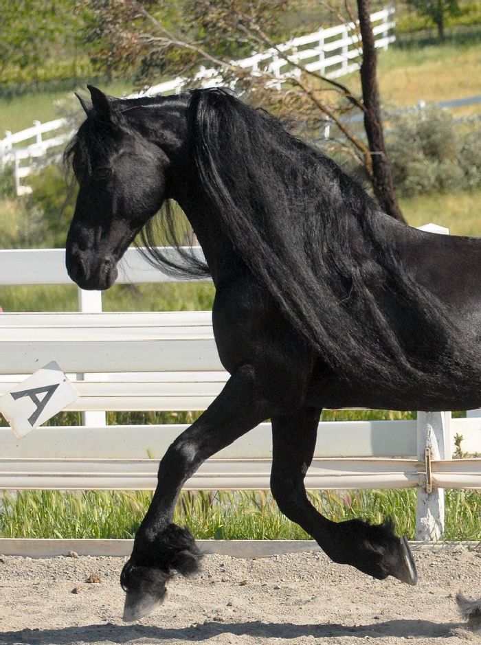 - Friesian Horse For Sale