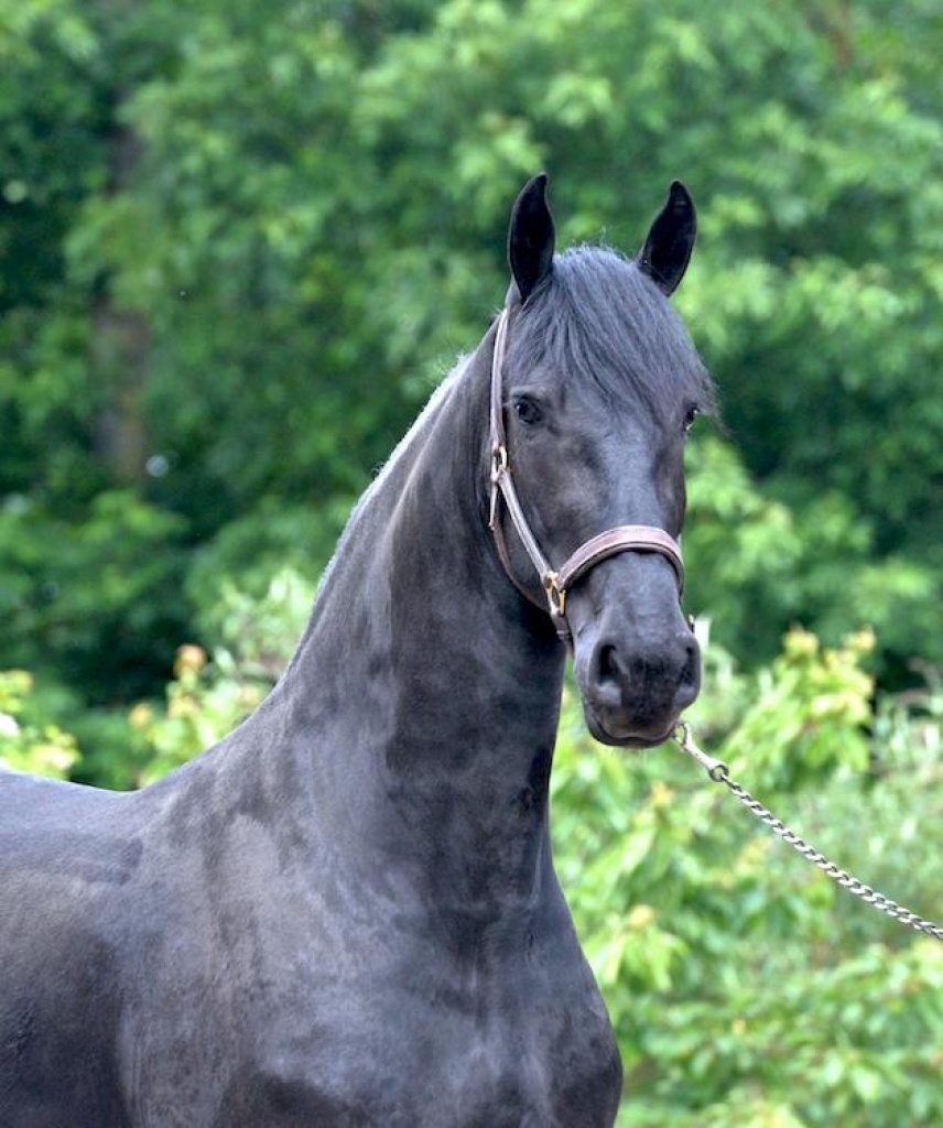 Friesian Horse For Sale - MAUD STER - Black Sterling Friesians