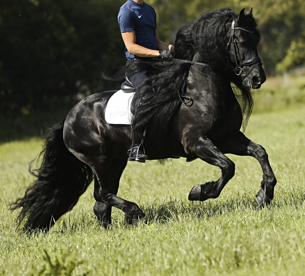 RAVEN BSF - Friesian Horse for Sale